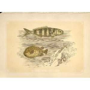  Pilot Fish & Sea Porcupine 1860 Coloured Engraving
