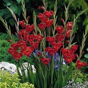  Atom Gladiolus 10 Bulbs   Heirloom   Vermillion Red 