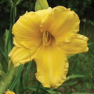  Hemerocallis Bodacious Returns Patio, Lawn & Garden