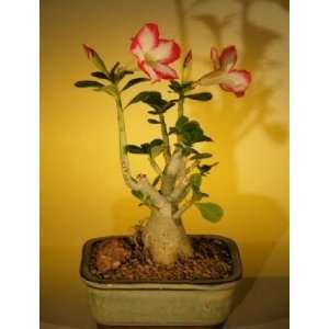  Flowering Desert Rose Bonsai Tree (Adenium Obesum 