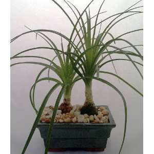 Ponytail Palm Bonsai Tree in Rectangle Glazed Ceramic Pot:  