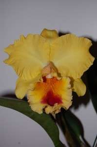 Orchids Cattleya Blc Goldenzelle Lemon Chiffon BLOOMING SIZED http 