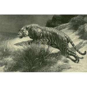 Tiger by Herbert Dicksee 40x28 