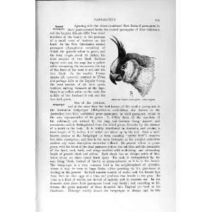   NATURAL HISTORY 1895 UVAEAN PARRAQUET BIRD BUDGERIGARS