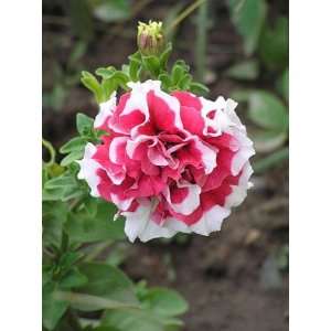  Strawberry Swhirl Petunia Seed Pack Patio, Lawn & Garden