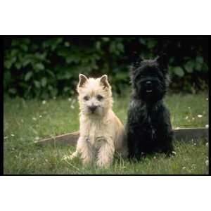   Top 100 Pedigree Dog Canvas Art Cairn terrier puppies: Home & Kitchen