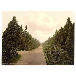    Wellingtonia Avenue,Camberley,England,c1895: Home & Kitchen