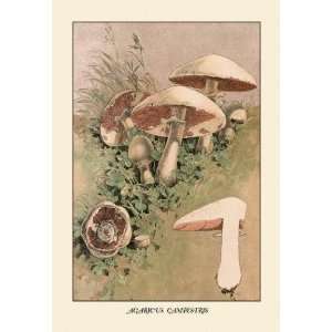  Exclusive By Buyenlarge Agaricus Campestris 20x30 poster 