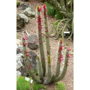  Cleistocactus Candelilla Cactus Seeds   20 Seeds: Patio 