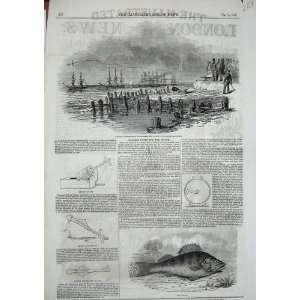  1846 Perch Fish Anchor Captain Jerningham Experiment