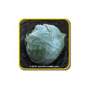  1/4 Lb   Golden Acre   Bulk Cabbage Seeds Patio, Lawn 