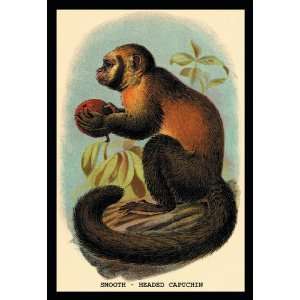  Smooth Headed Capuchin 20x30 Poster Paper: Home & Kitchen