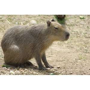  Capybara Taxidermy Photo Reference CD: Sports & Outdoors