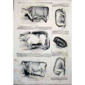  Derby Agricultural Show Pig Pigs Cattle Bull Print 1843 