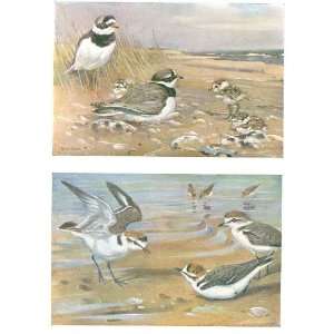  Colored Drawing Birds Ringed Kentish Plover Seaby