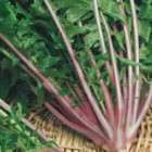 Chicory Wild Red Stem, Rare Italian Heirloom, 500 Seeds