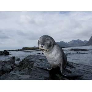  Southern Fur Seal Pup, Arctocephalus Gazella, on a Rock 