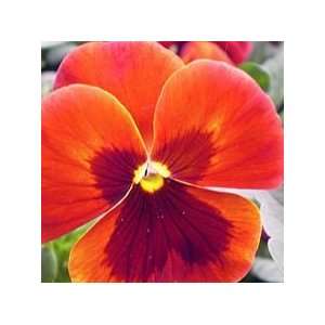  Rouge Tiger Pansy Seed Pack: Patio, Lawn & Garden