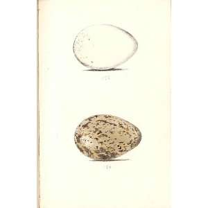    2 H/C Meyer Bird Eggs 1842 Spoonbill & Curlew