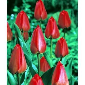  Darwin Hybrid Tulip Red Parade 10 Bulbs   Strong Grower 