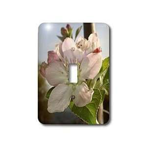 Blossom Macro   apple, apple tree, apples, blossom, , fruit tree, pink 