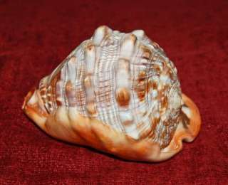CAMEO SHELL BY SCOGNAMIGLIO made in Italy REG.599$ NICE  