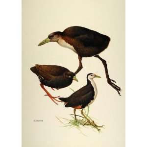  1984 Print New Guinea Flightless Rail Birds Lansdowne 