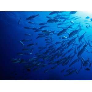  School of Large Fish Swimming in Ocean Waters, Fiji 