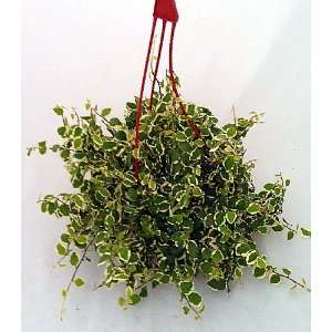  Silver Leaf Creeping Fig   6 Hanging Basket   Ficus 