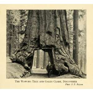  1928 Print Giant Wawona Tree Galen Clark Discoverer 