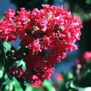  CRAPEMYRTLE BECKYS WATERMELON RED / 1 gallon Potted 