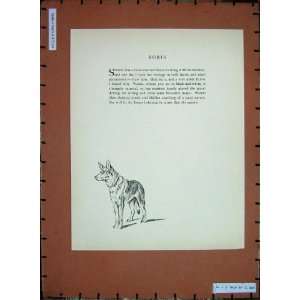   Antique Sketch Puppy Dog Pet Alsatian German Shepherd: Home & Kitchen
