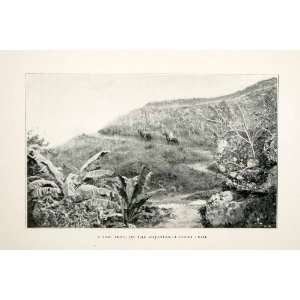  1899 Print Adjuntas Mountain Utuado Trail Horseback Riding 