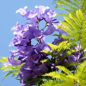   Tree: Amazing & Beautiful Ornamental Jacaranda Mimosifolia Plant SEEDS