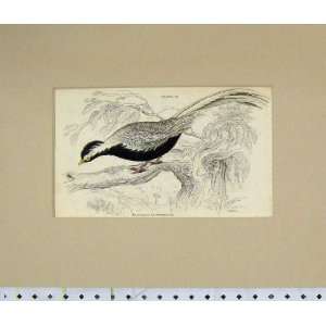  1835 Hand Coloured Phasianus Nycthemerus Bird Plate 18 