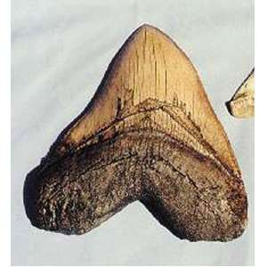 Megalodon Shark Tooth Replica:  Industrial & Scientific