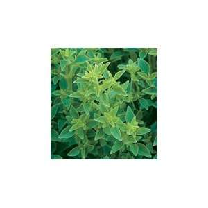  Herb Basil Speciality Fino Verde 100 Seeds per Packet 