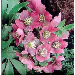  LENTON ROSE RED LADY / 1 gallon Potted Patio, Lawn 