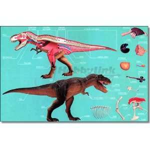  T. rex Anatomy Model (4D Masters) Toys & Games