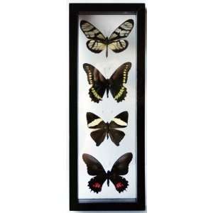   Framed Black Butterfly Set with Glasswing Butterfly