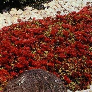 1,000 Seeds, Creeping Thyme Mother of Thyme (Thymus serpyllum) Seeds 