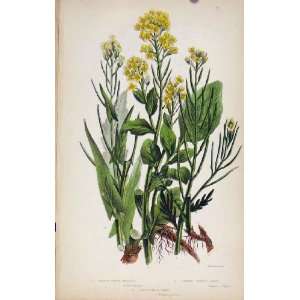  Flowering Plants Smooth Tower Mustard Color Print: Home 