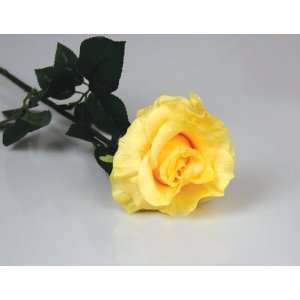  32.5 Yellow Scented Single stem Open Rose w/ 3 Sets of Leaves 