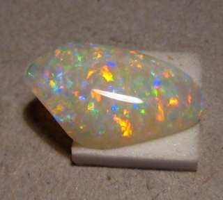 AMAZING COLOR SOLID GEM FOSSILIZED SHELL LOOSE OPAL  