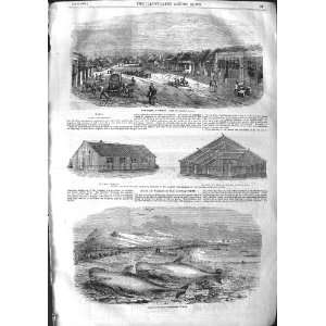  1855 Durban Natal War Barracks Shoal Whales Solway
