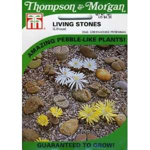   Morgan 2546 Living Stones (Lithops) Seed Packet Patio, Lawn & Garden