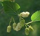 WHITE CURRANT PLANT  WHITE IMPERIAL  berries  fruits  edible garden 