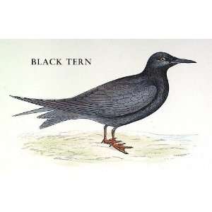  Birds Black Tern Sheet of 21 Personalised Glossy Stickers 