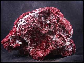 7LB+ / 12 Blood Rred Coral Siphonodendron Deep Sea Fossil Free 
