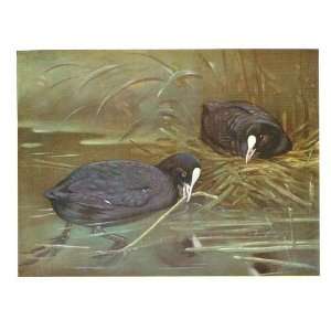  Colored Drawing British Birds Coot Nest